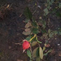 Роза :: Сапсан 