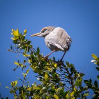 תל אביב :: Андрей 