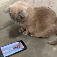 видосики про котиков  ) :: Сергей Б.