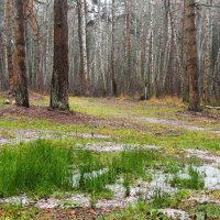 Такой декабрь! :: Милешкин Владимир Алексеевич 