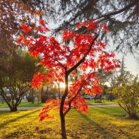 Сухум - солнечный  город :: Фотогруппа Весна