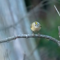 Королек :: Владимир Лазарев
