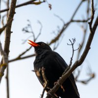 Черный дрозд :: Владимир Лазарев