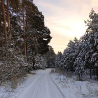 Зимняя дорога :: Любовь Сахарова