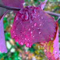 ***листья в каплях дождя*** :: Olga Oskolkova