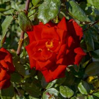 Розы :: Анатолий Чикчирный