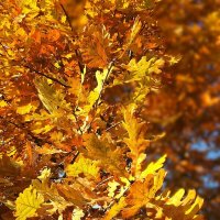 ***пора листопада*** :: Olga Oskolkova