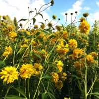 ***золотые шары*** :: Olga Oskolkova