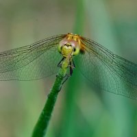 Макро мир вокруг нас... :: Николай Саржанов