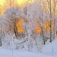 Иней. :: Владимир Мигонькин