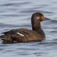 турпан. :: юрий макаров турпан. :: юрий макаров