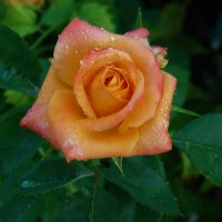 Флорибунда :: Валентин Семчишин