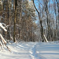 По зимним тропинкам к Новому году! :: Андрей Заломленков