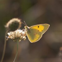 *** :: Александр. AVG100 ---