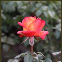 Роза. :: Александр. AVG100 ---