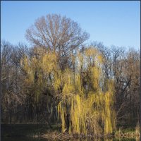 Плакучая. :: Александр. AVG100 ---