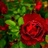 ...последние ,октябрьские... :: Александр Герасенков