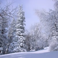 Прогулки по зимнему лесу :: Галина Ильясова Прогулки по зимнему лесу :: Галина Ильясова