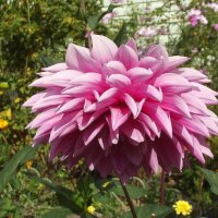 Георгин :: Freddy 97