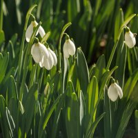 Ранние :: Светлана Тихонина