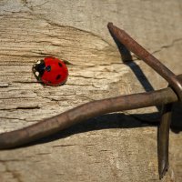 На прогулке :: Андрей Пристяжнюк