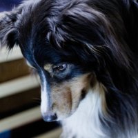 Медитация над миской, ждем команду "можно" :: Артём 