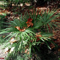 Адлер... ноябрь... :: Нина Бутко