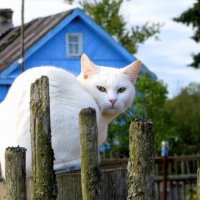 Местный красавец :: жанна нечаева