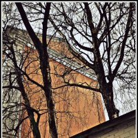 деревья в городе :: Любовь 