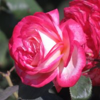 Розы... розы... :: viach 