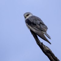 Черноплечий дымчатый коршун. :: Alexander Amromin