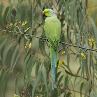 Индийский кольчатый попугай. :: Alexander Amromin
