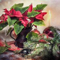 Цветок декабря. :: Bosanat 