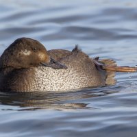 турпан. :: юрий макаров