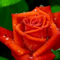 Цветы ушедшего лета :: Юрий. Шмаков