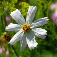 Белая космея. :: nadyasilyuk Вознюк