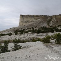 Природа Крыма :: Amazing Cosmea