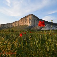Природа Крыма :: Amazing Cosmea