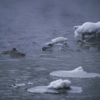 Речка ИЖ - ЗИМА УТКИ :: Владимир Максимов