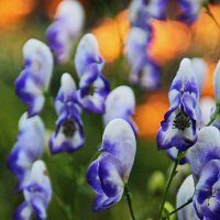 Пёстренькие .. :: Татьян@ Ивановна