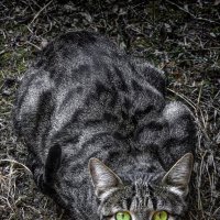 Хищник :: Игорь 