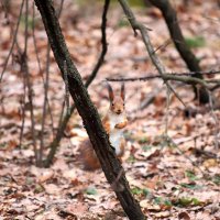 В парке :: Андрей Л. В.