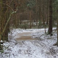 По Лесным Дорожкам :: юрий поляков