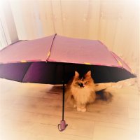 В домике :: Nora Nowhere