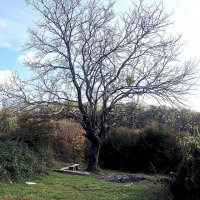 Поляна по дороге на Орлиные скалы :: Tata Wolf