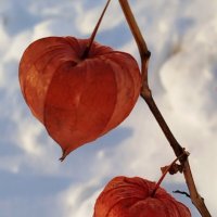 Зимний физалис :: светлана льдокова