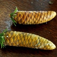 Еловые шишки :: светлана льдокова