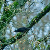 Зимняя подкормка. :: Lucy Schneider 