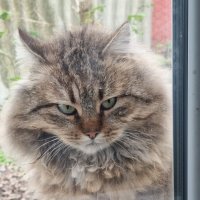 Ушки на макушке :) :: Наталья 