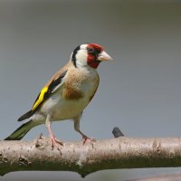 щегол :: Andrey Bragin 